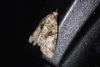 Cryphia algae