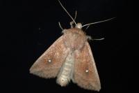 Mythimna albipuncta