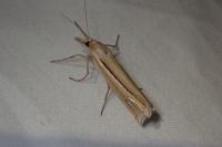 Ancylolomia tentaculella
