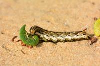 Agrius convolvuli