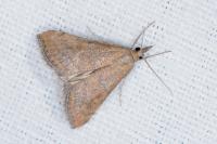 Hyperlais siccalis