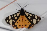 Arctia villica