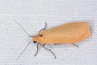 Wittia sororcula