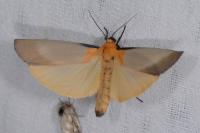 Lithosia quadra