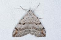 Aplocera plagiata