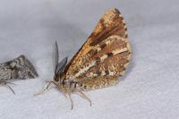 Bupalus piniaria