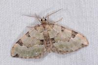 Colostygia pectinataria