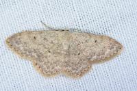 Idaea alyssumata