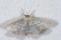 Idaea subsericeata