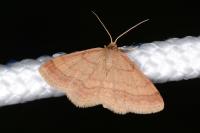 Scopula rubiginata