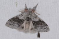 Calliteara pudibunda