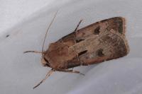 Agrotis exclamationis exclamationis