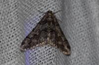 Agriopis leucophaearia