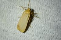 Katha depressa