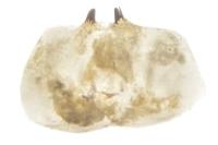 Epirrita christyi