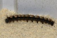Lasiocampa quercus
