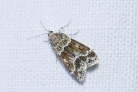 Eudonia mercurella