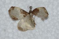 Mesoleuca albicillata