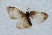 Mesoleuca albicillata