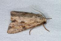 Apamea sublustris