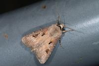 Agrotis exclamationis exclamationis