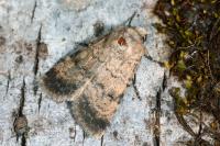 Chersotis fimbriola