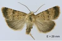 Chersotis fimbriola