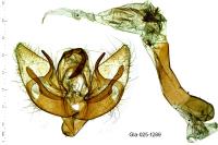 Chersotis fimbriola