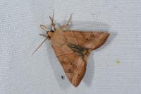 Cosmia trapezina