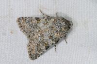 Hadena luteocincta
