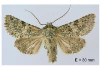 Hadena luteocincta
