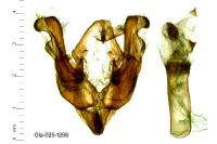 Hadena luteocincta