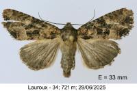 Mesapamea secalella