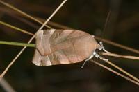Noctua fimbriata/tirrenica