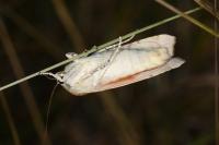Noctua fimbriata/tirrenica