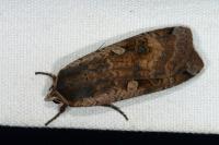 Noctua pronuba