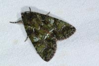 Polyphaenis sericata