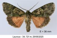 Polyphaenis sericata