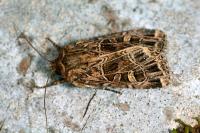 Sideridis reticulata