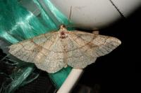 Adactylotis contaminaria