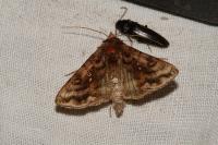 Autographa pulchrina