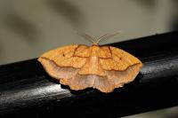 Epione repandaria