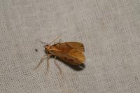 Gandaritis pyraliata