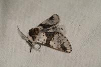 Furcula bicuspis