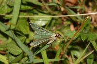 Hemithea aestivaria