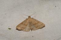 Herminia tarsicrinalis