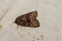 Oligia strigilis/versicolor
