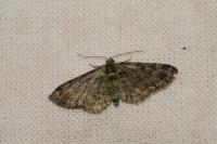 Pasiphila rectangulata