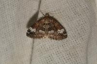 Perizoma alchemillata