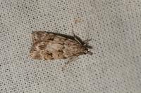 Scoparia